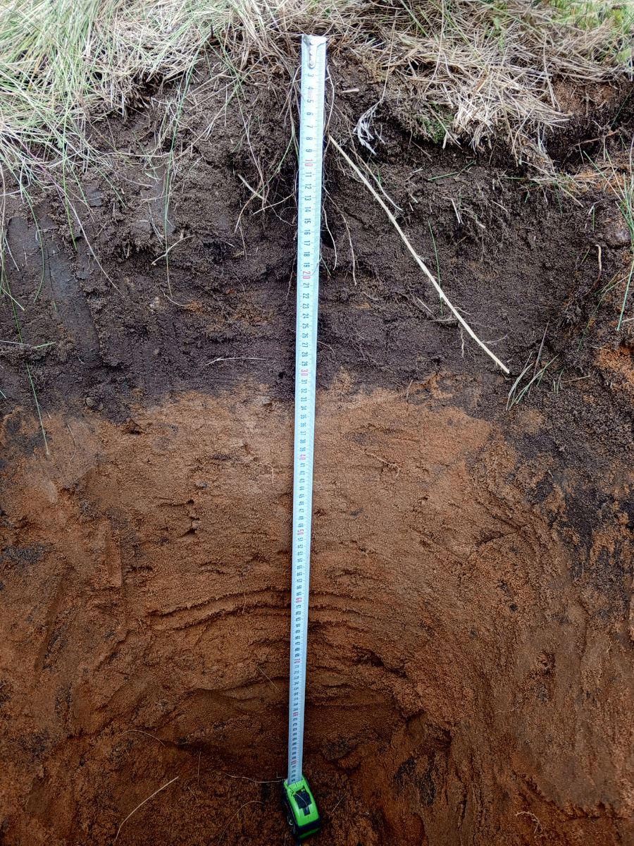 Один из сделанных мною почвенных разрезов