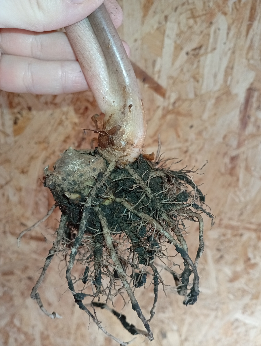 Недавно купила Алоказию Полли, так вот, посажена она была в обычную садовую землю. Росла в ней, даже клубеньки нарастила и листик выпустила. Но Вы же читали, почему не желательно сажать комнатные растения в огородную землю? Тем более Алоказию.