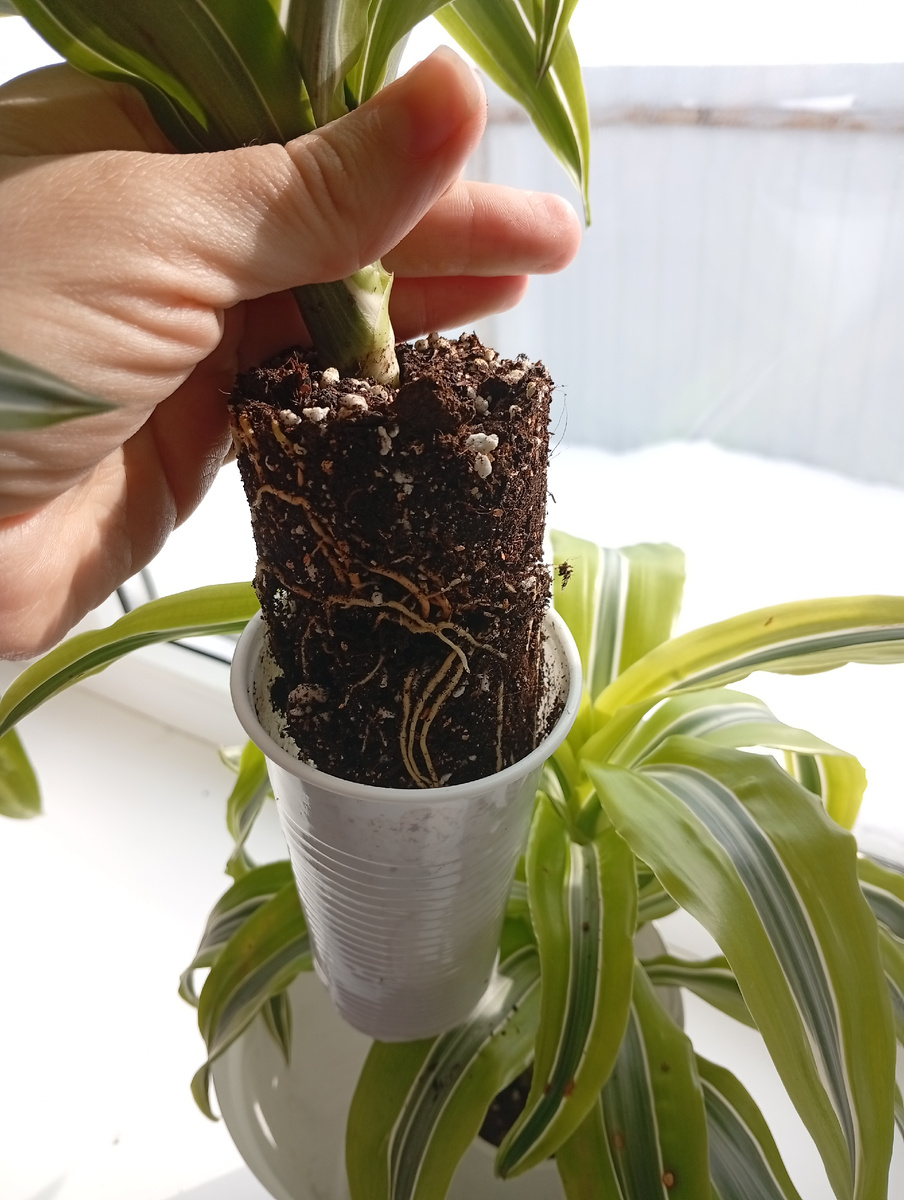 Мой домашний черенок Драцены.