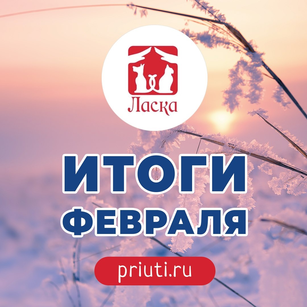 Итоги февраляМы мечтаем о времени, когда животных из Ласки будут забирать больше, чем их будет поступать к нам.  Но пока итоги последнего месяца зимы выглядят так: 97 невинных душ, которые прибыли к нам в надежде обрести свой дом. Кстати, одна из собачек была с биркой – она поступила к нам на лечение.📌 Что еще было в феврале в приюте? Месяц выдался насыщенным работой:- 9 февраля прошли Зимние забавы на Мало-Тобольской;  - Выезжали с праздником собак в Озерки в пансионат в рамках Губернаторского гранта «Хочу собаку»; - 18 февраля отметили День рождения Ласки. Нам исполнилось 23 года!- Организовали выезд «Хаски из Ласки» на Семинский перевал; - Куликова Софья приняла участие в совещаниях при главе города по вопросам собак, где было принято решение об объявлении грантов на бесплатную стерилизацию домашних собак на 2025 год, на подворовый обход с целью регистрации собак, на обустройство еще 100 дополнительных мест в приюте! Также разрабатывается рекламная кампания стерилизации и призыва брать собак из приютов.Все эти меры должны сократить количество безнадзорных собак на улицах города, внести вклад в воспитание ответственного содержания собак, способствовать минимизации напряжённости в обществе;- Софья приняла участие в обсуждении модели Центра компетенций по защите животных, инициированного Президентом РФ;- Начались съёмки роликов по пристройству собак на ТОЛК ТВ;- Началась реализация проекта «Красота спасёт кота», получившего поддержку Фонда Президентских грантов.Спасибо каждому, кто поддерживал и помогал нам. Мы с вами делаем этот мир лучше и добрее🩷