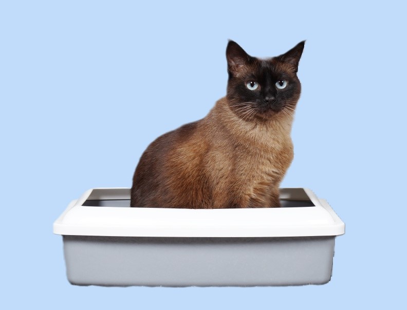 Кот в лотке