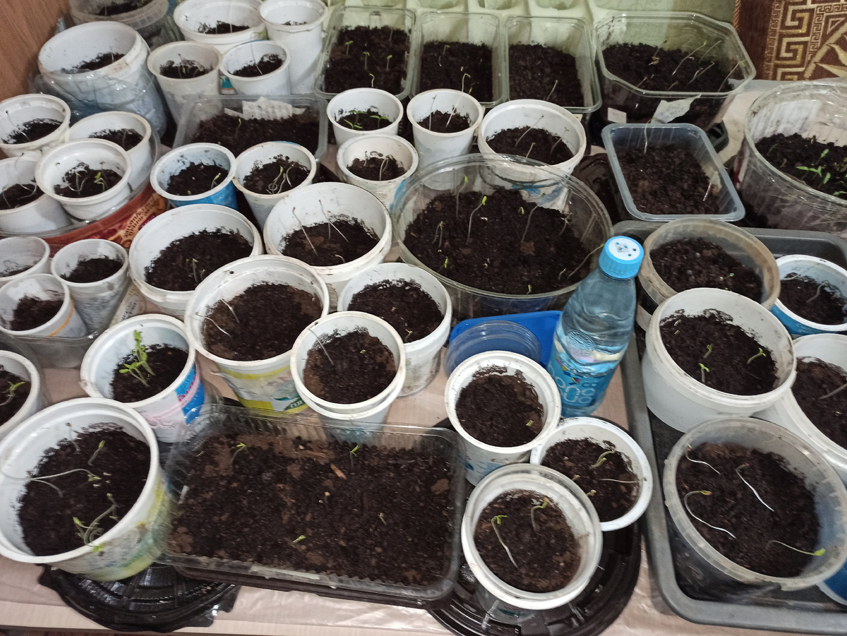 Фото автора. Рассада помидор и перца на столе