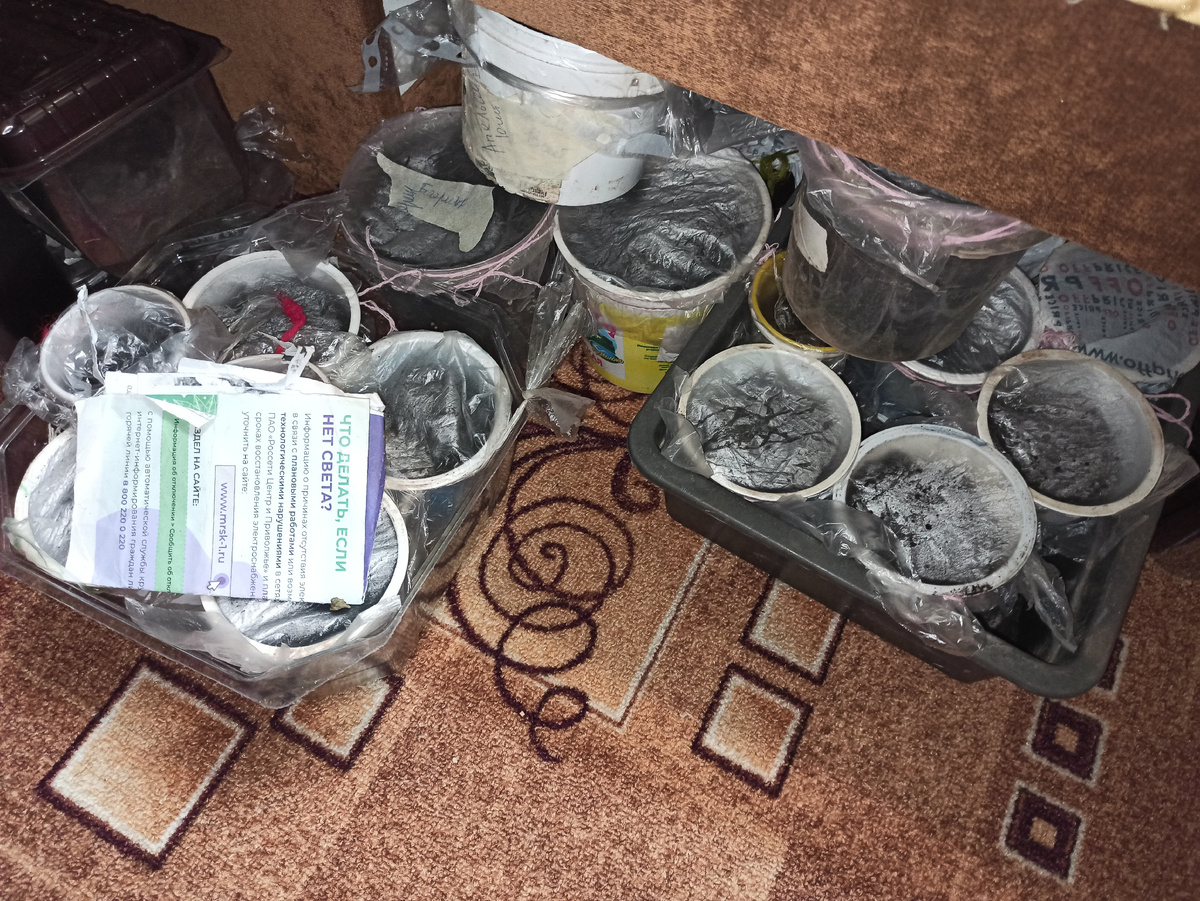 Фото автора. Рассада под диваном