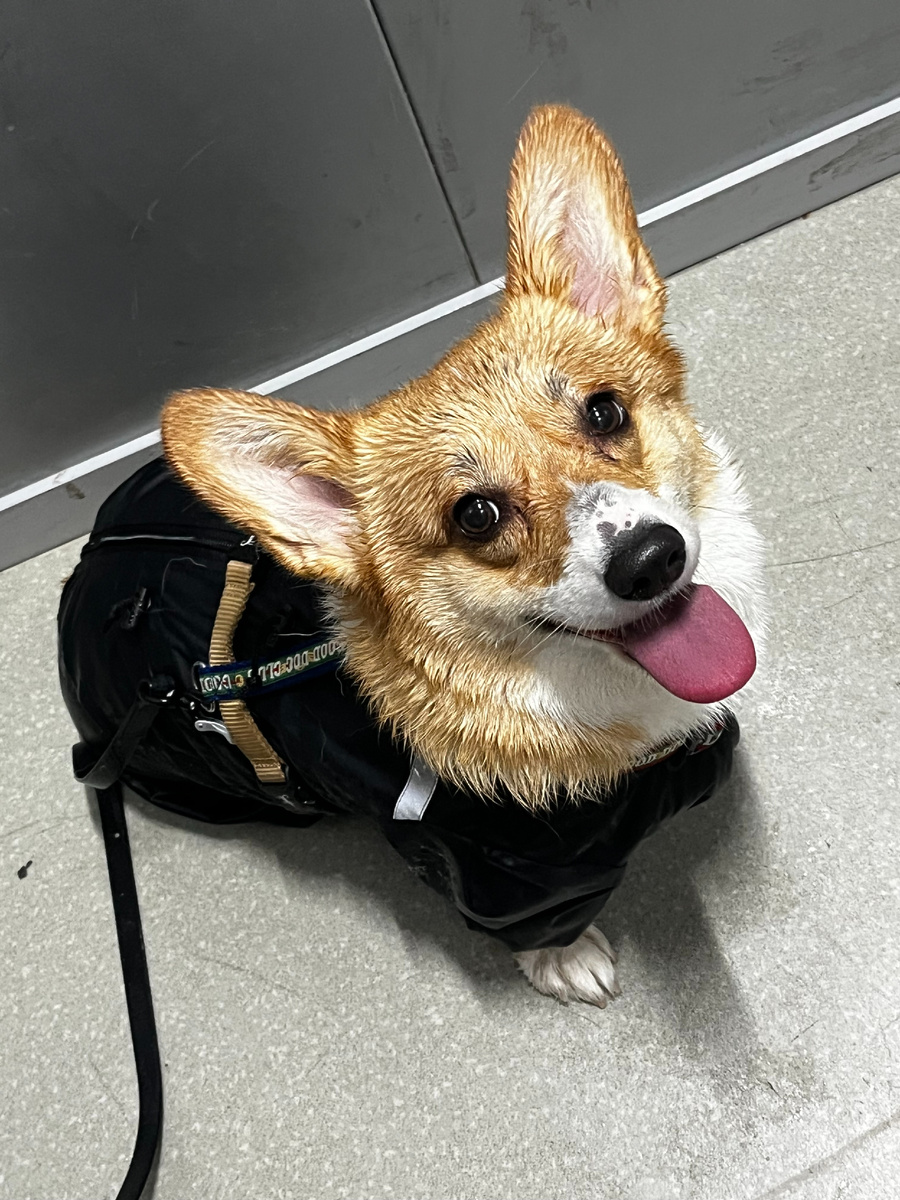 Мы возвращались домой, и будто переключался тумблер — дома она снова становилась «нормальной» собакой.
