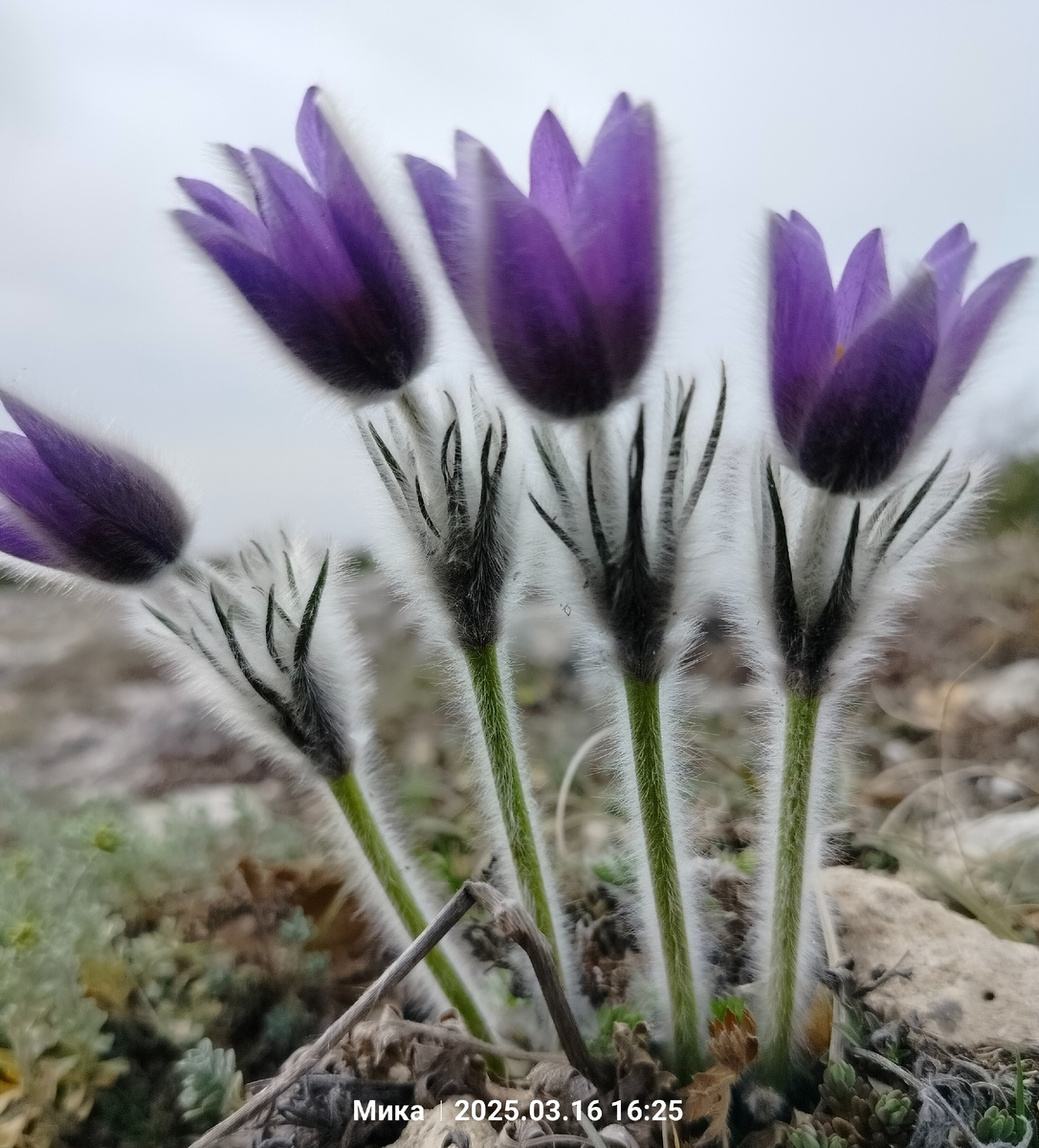 Сон-трава, прострел, подснежник - лиловый пушистик в серебряной шубке