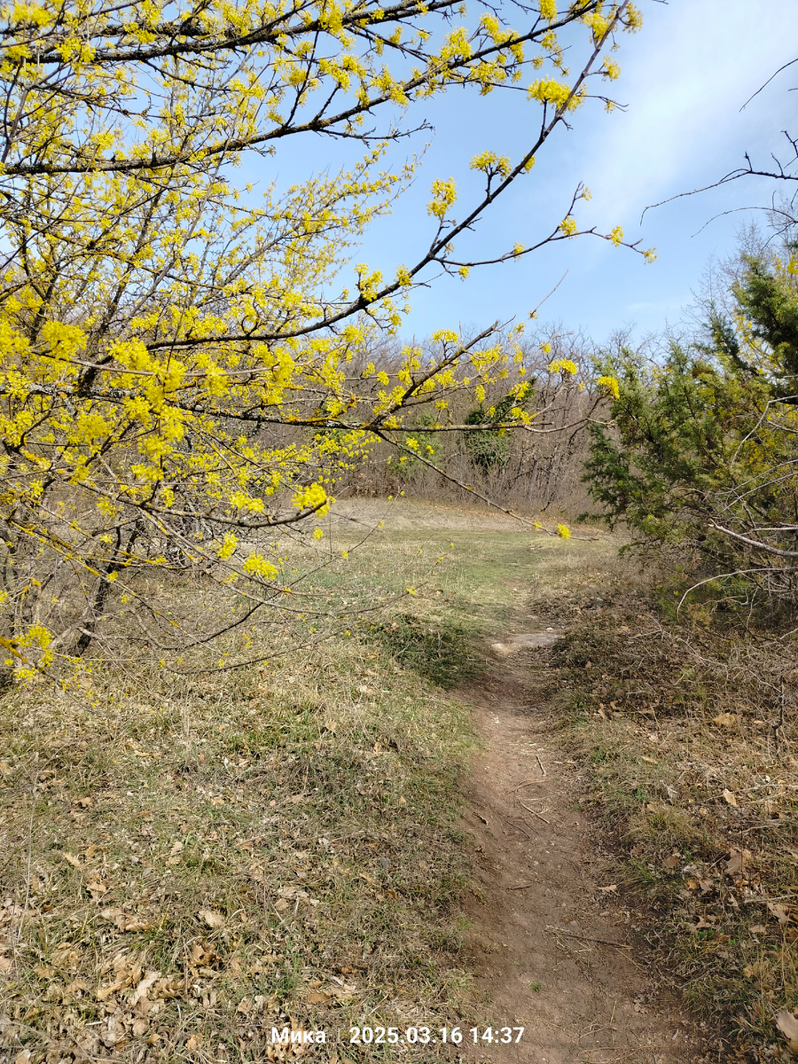 Кизил в своём золотом наряде 