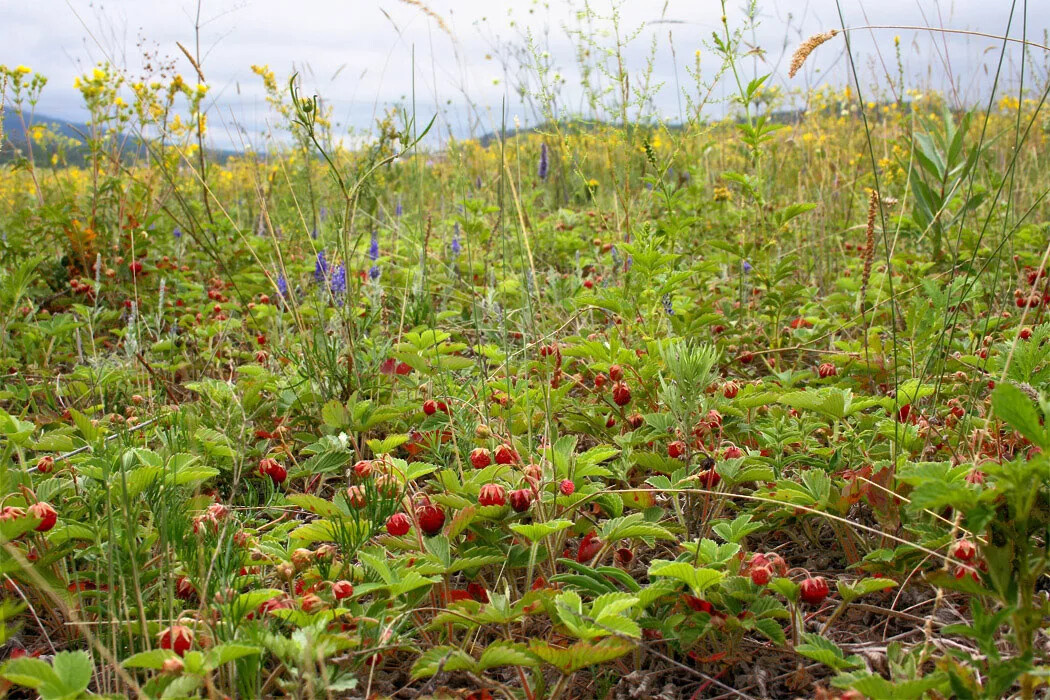 та самая ягода, в наших местах она растет повсюду
