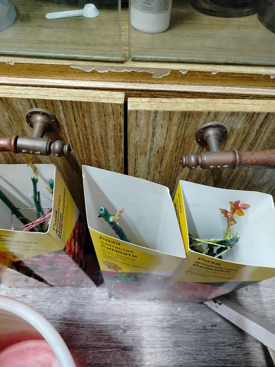 Розы начали расти.