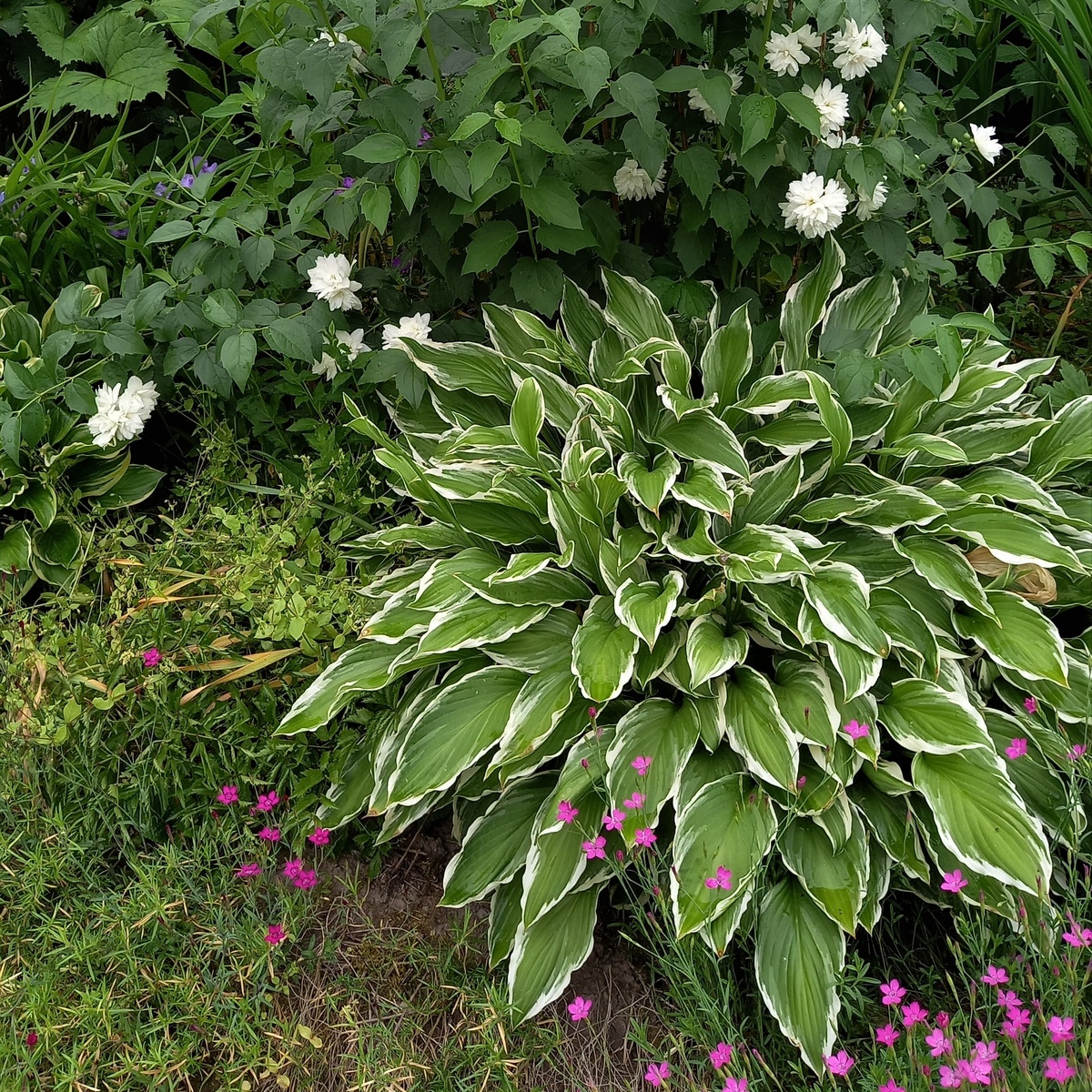 Undulata Albomarginata в полутени