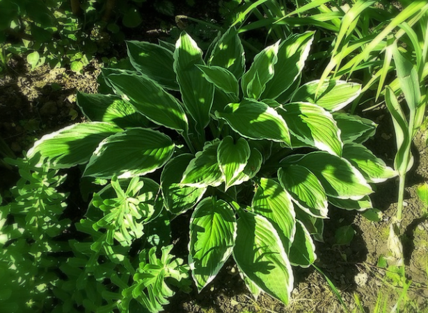 Undulata Albomarginata на солнечном месте