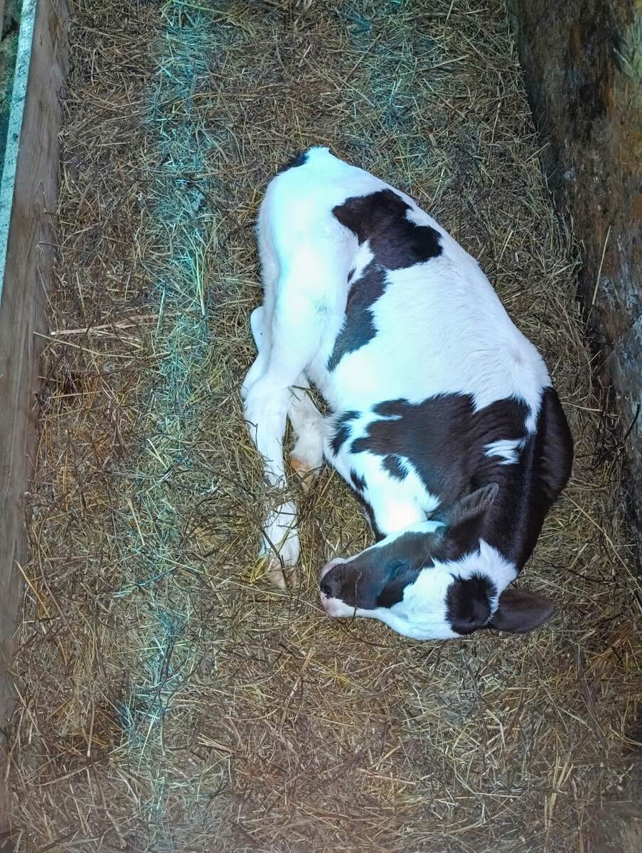 Спит, попка луковкой 😍