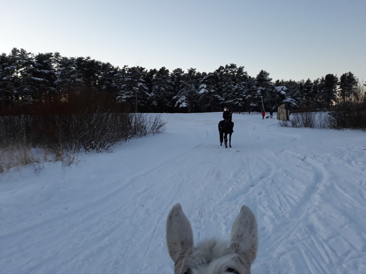пляж на Ладоге зимой и лесины уши)