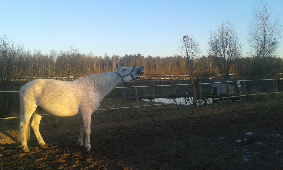 флемен (поднятая губа), 2018 год