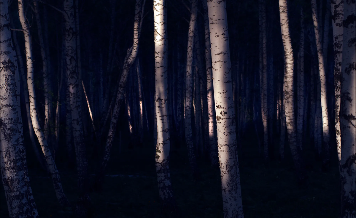 Березняк на буготакских сопках, Новосибирская область. Июньская ночь 2012-го.