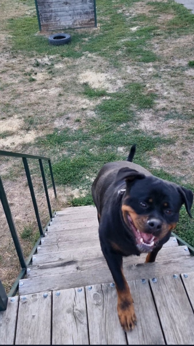 Тренируется - дрессируемся 😉