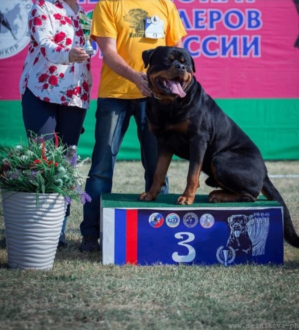 А это папа моей Берты. Вот такой у неё крутой папа💪🐶