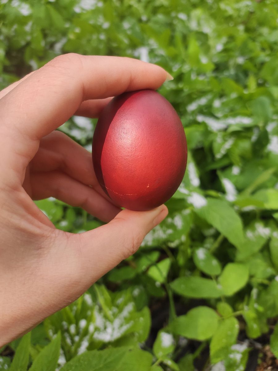 Кидайте фото ваших пасхальных яиц (только натуральные красные, без химической ереси) в комменты!