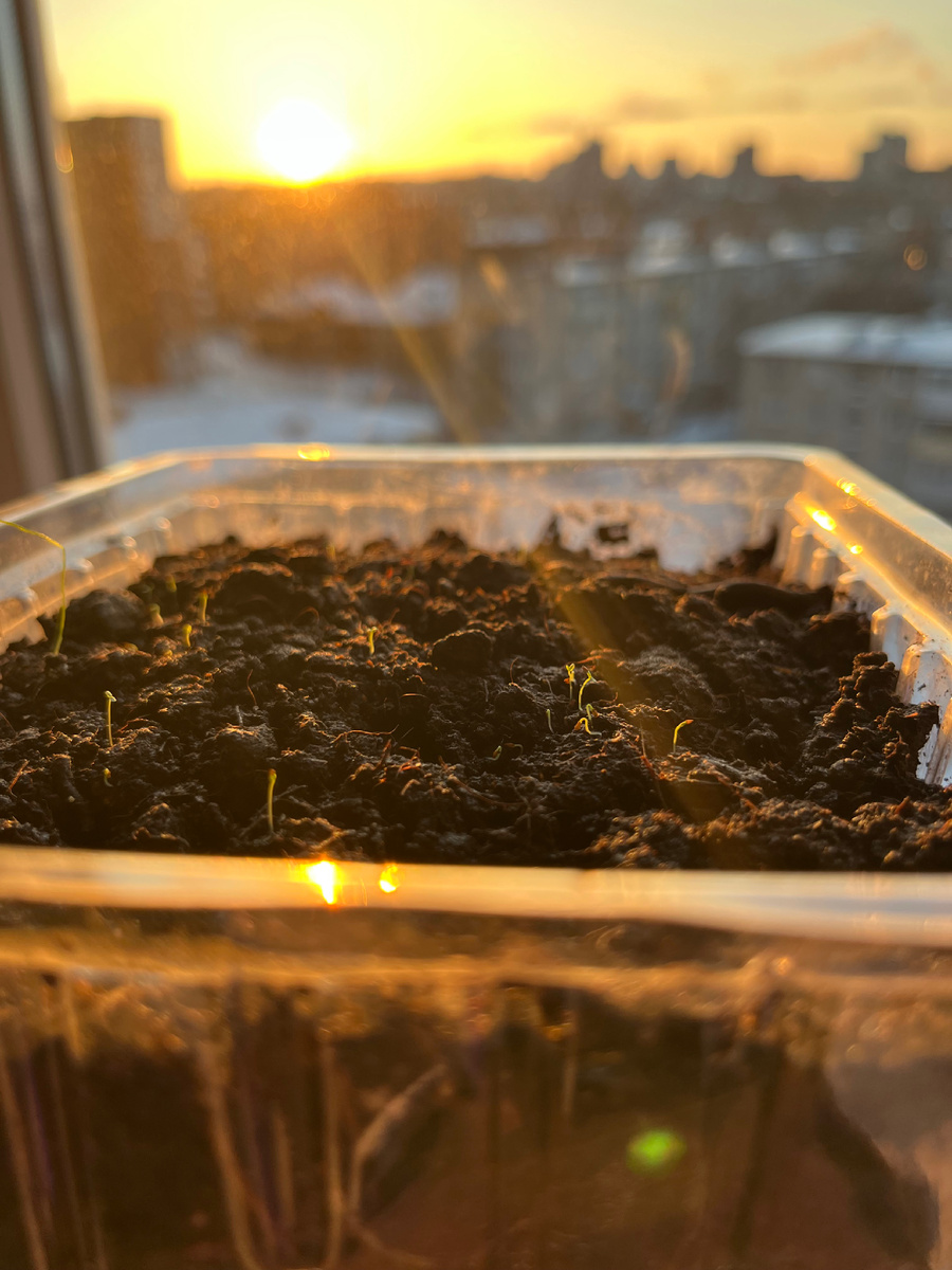 18.01 тоненькие ниточки ростки рододендрона даурского. 