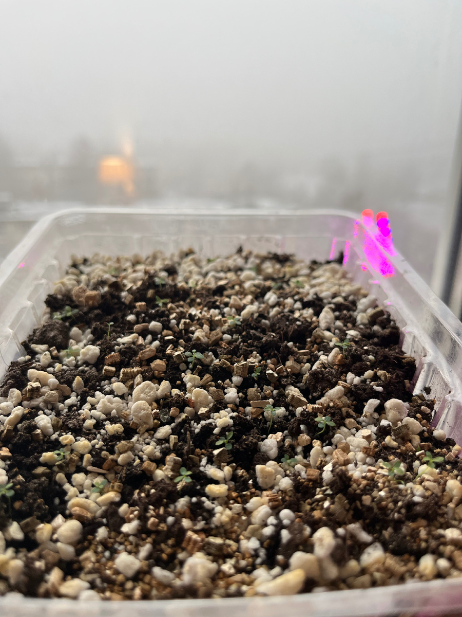 27.01 рододендронам месяц, семена продолжают прорастать