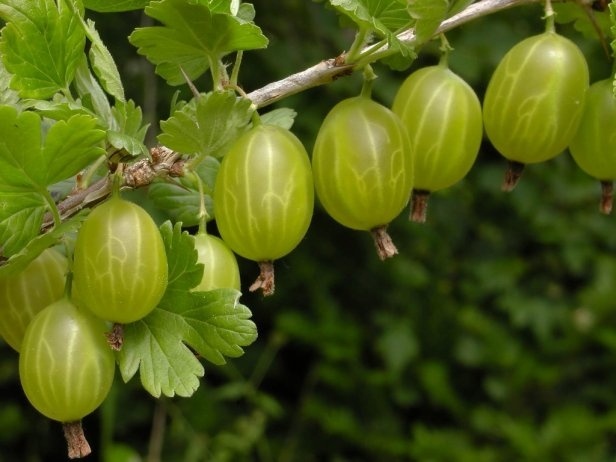 Фото Крыжовник 