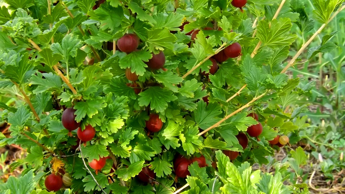 Ягоды Краснославяновский крыжовник