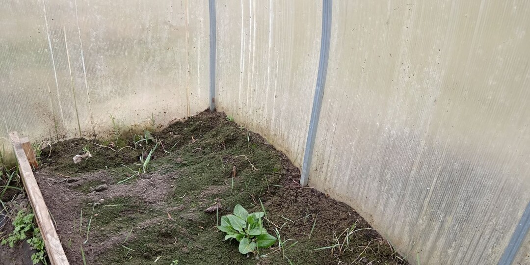 Спасаем почву в теплице. Как в 3 приема позеленевшую землю сделать качественной и плодородной