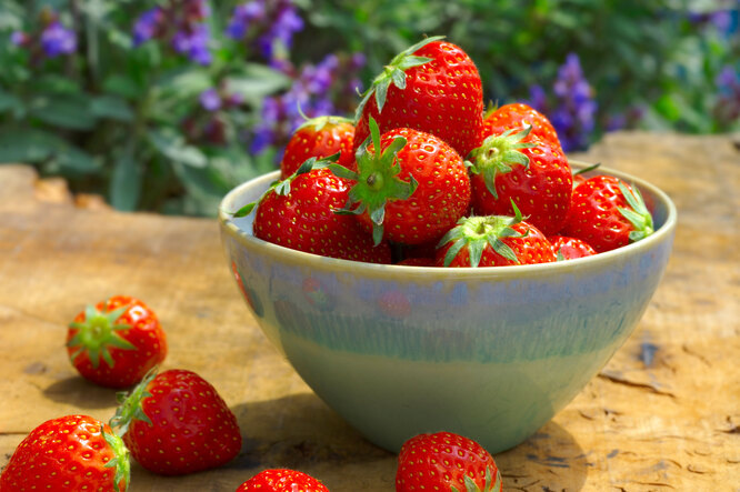 Клубника не только вкусная, но и очень полезная ягода, вкус которой знает каждый, еще с детства.