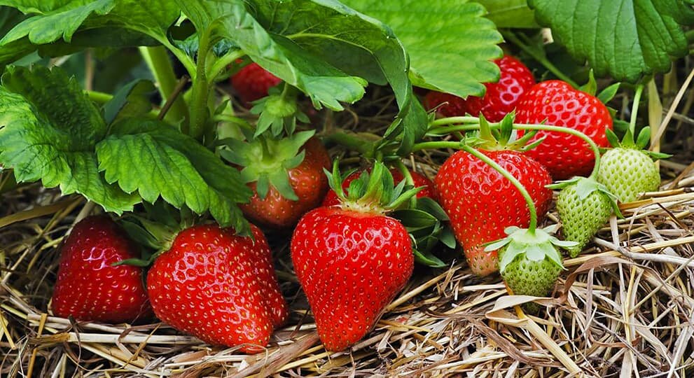 Ягоды клубники, за которой осуществляется должный уход всегда крупные, сладкие, и не подвержены гниению. Если эффект обратный, значит Вы сделали что-то не так и Вам следует срочно заняться данной культурой более детально.