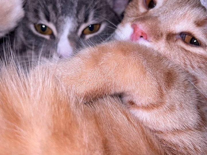 Кошки нашей семьи, часть 2: молодая поросль