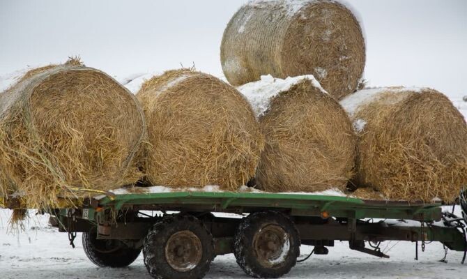 Автор: Первый Тульский