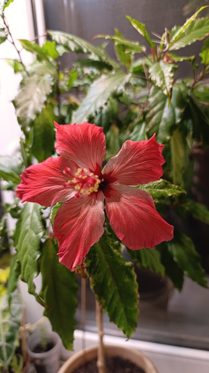 Гибискус Купера. Март, 2025 год