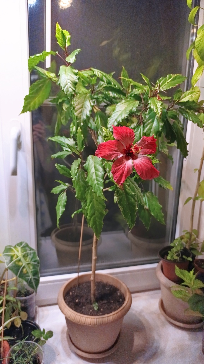 Свой гибискус Купера я формировала около трёх лет. И то, он маленький, стараюсь чуть сдерживать его рост, так как места в доме пока немного. Давно пора пересаживать.