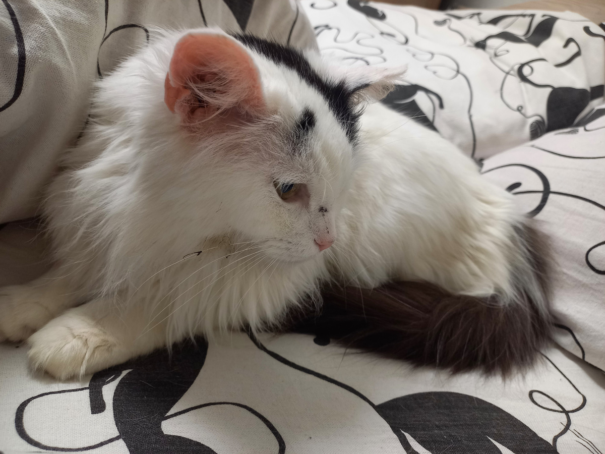 Пуся в кроватке