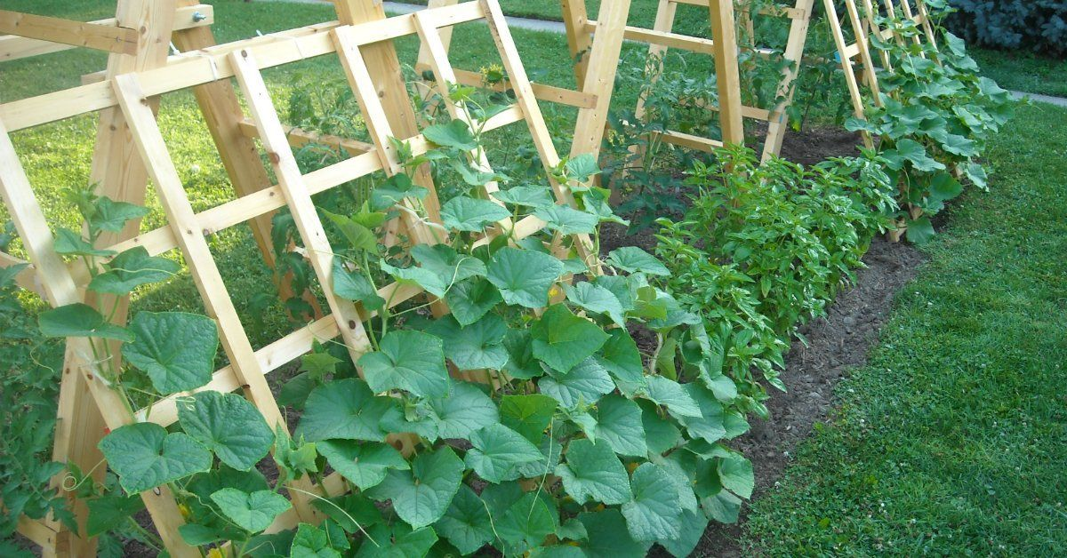 Огурцы на грядках