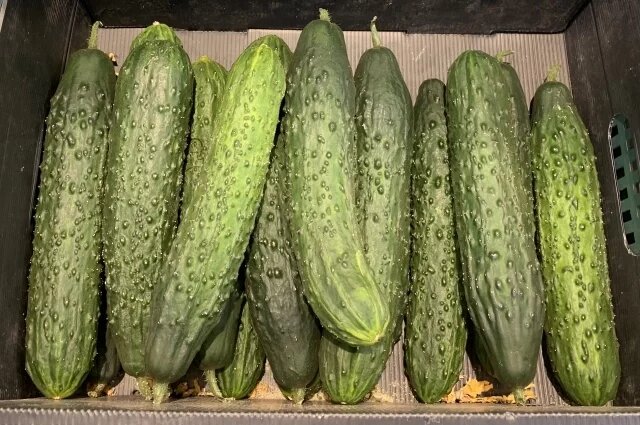    Какой самый популярный сорт огурцов?