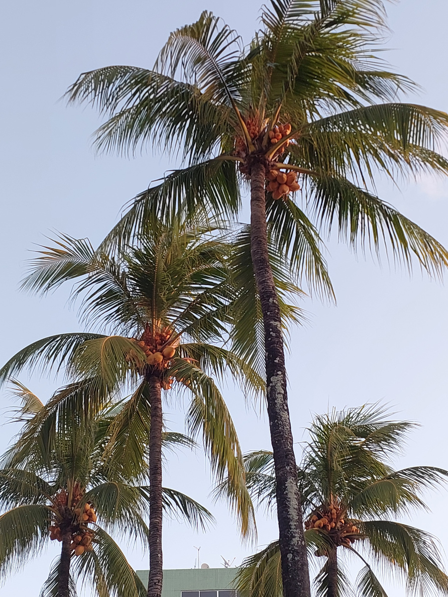 Вот такие вот кокосовые пальмы растут в городе Ресифи, Бразилия.
