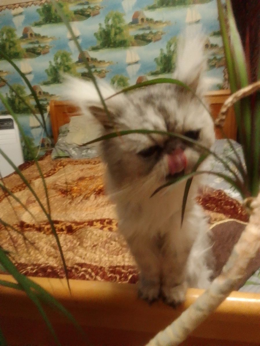 Мой кошачий сын. Очень любит драцену пожевать. Простите за качество фото)