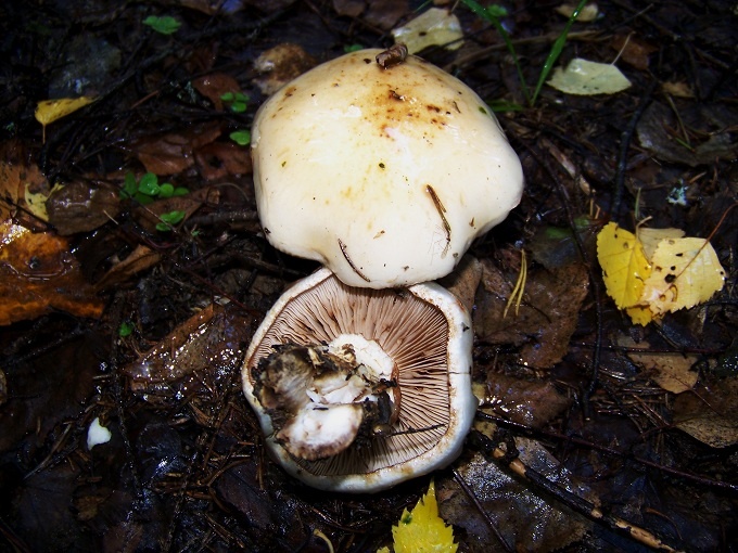 Паутинник головач