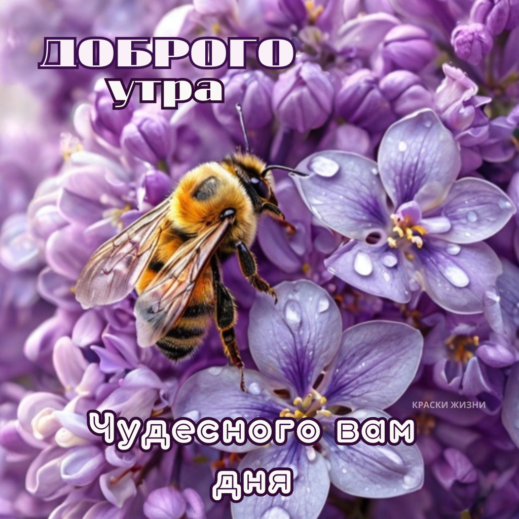 Доброго утра