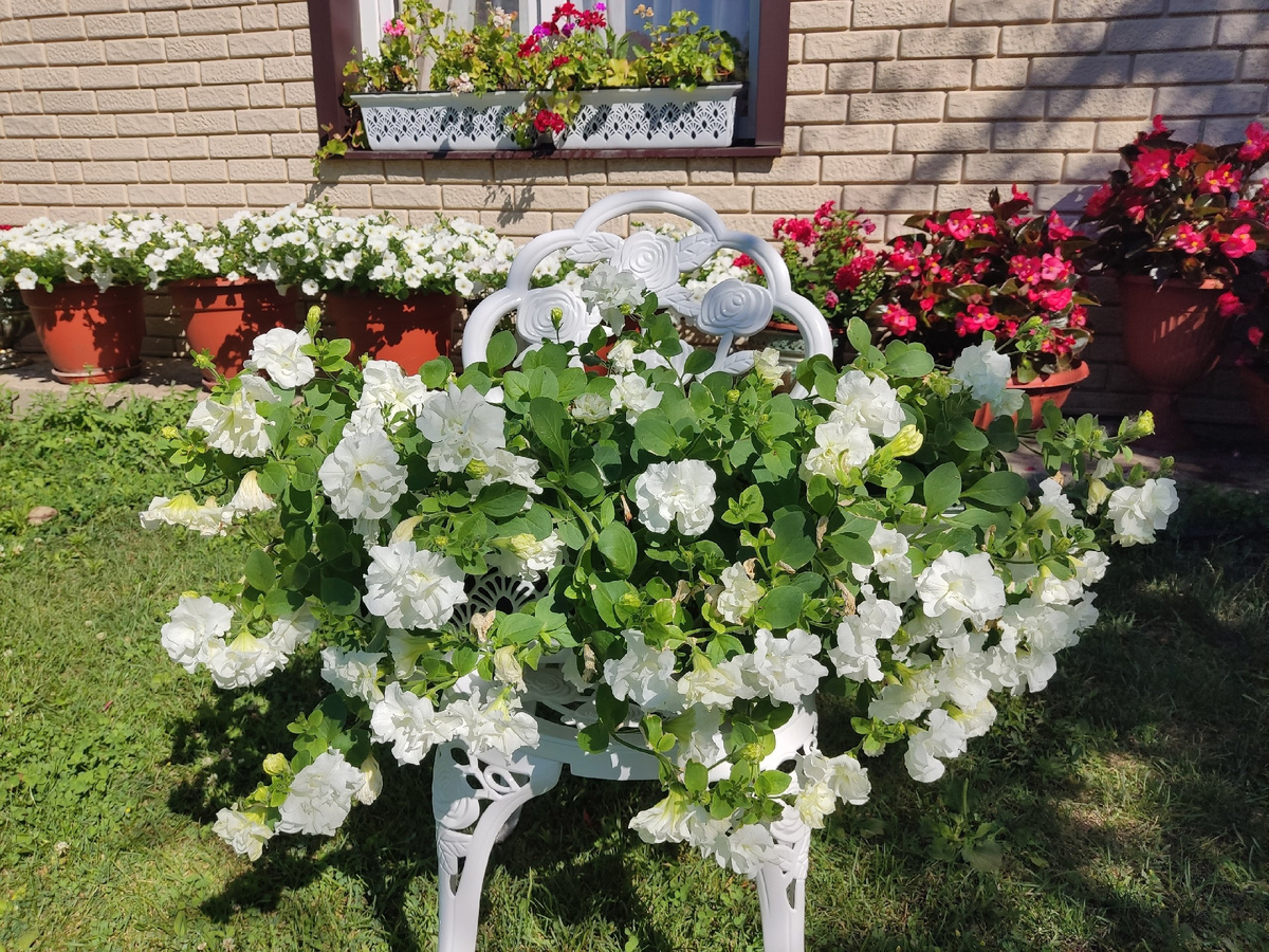 Ампельная петуния в ящике