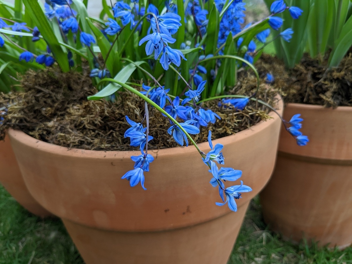 Скоро будет повторное цветение контейнерного сада первоцветов