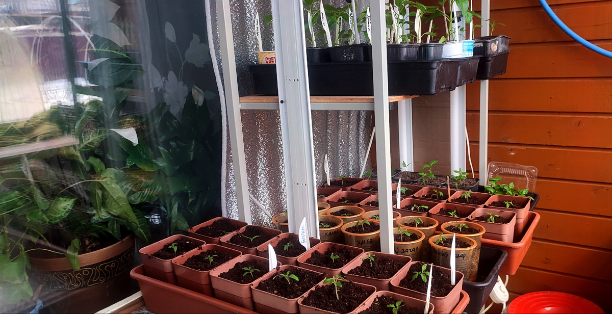 На лоджии всё больше и больше рассады