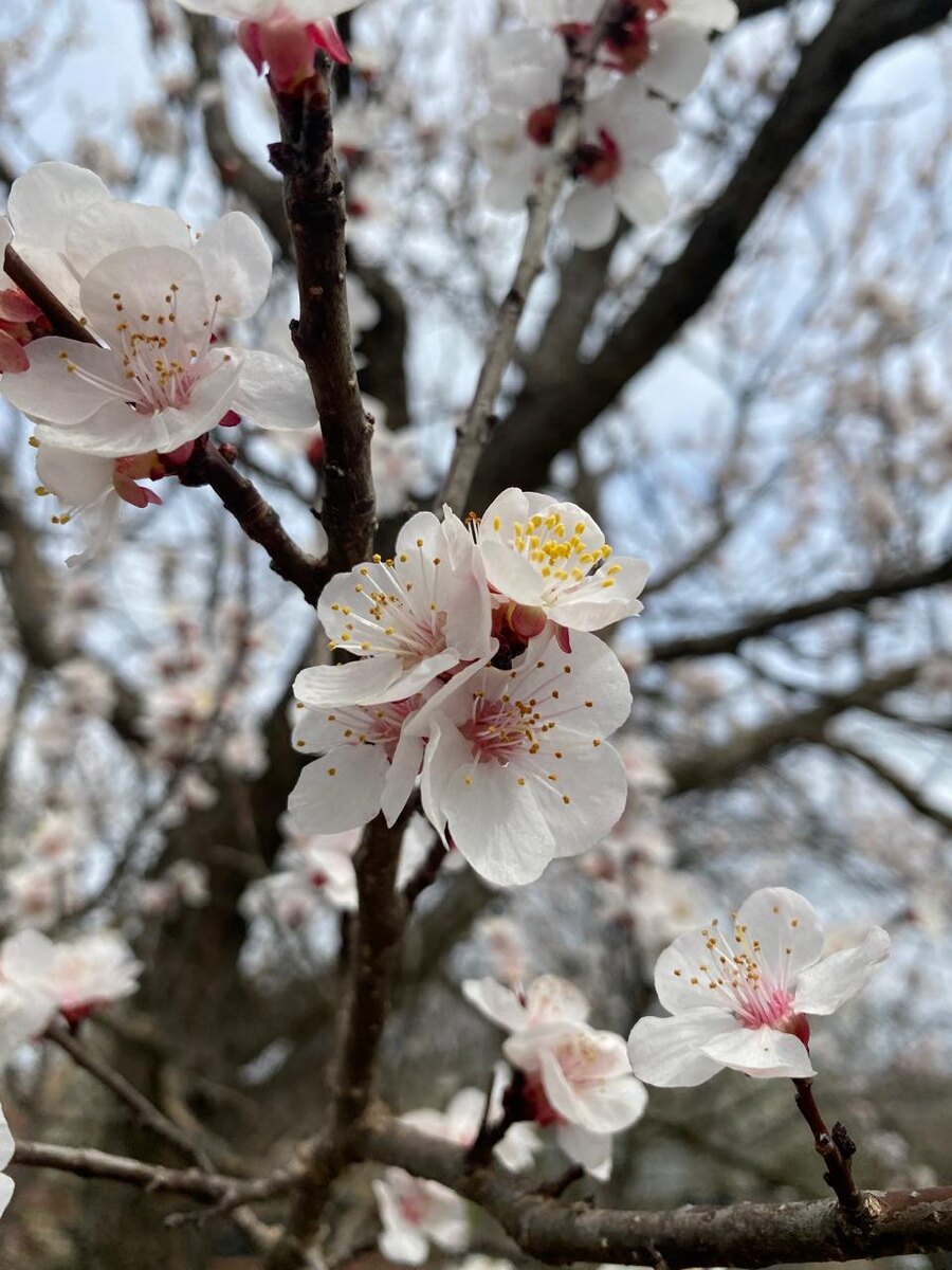 Цветок абрикоса