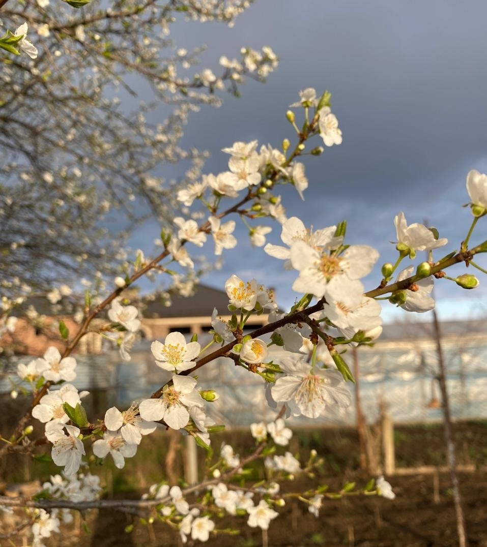 Цветок сливы