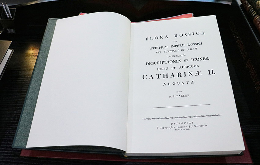 НХЖ 72. Кедр европейский и кедр сибирский: история «развода»