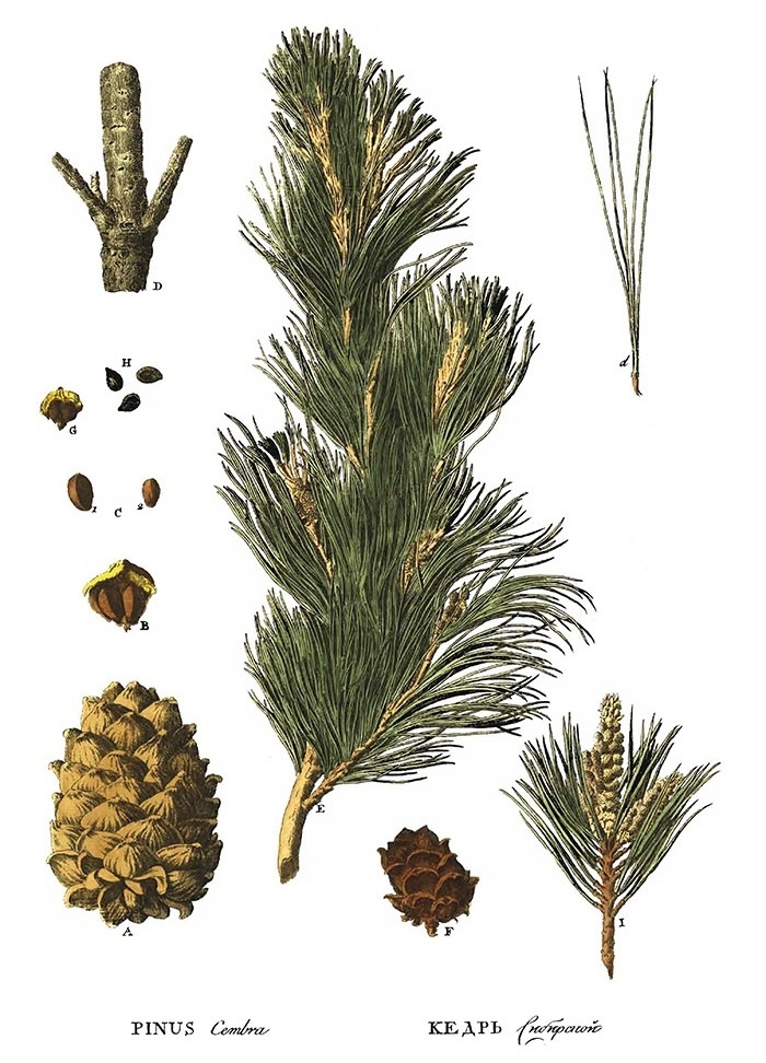 Рисунок из Flora Rossica П.С.Палласа