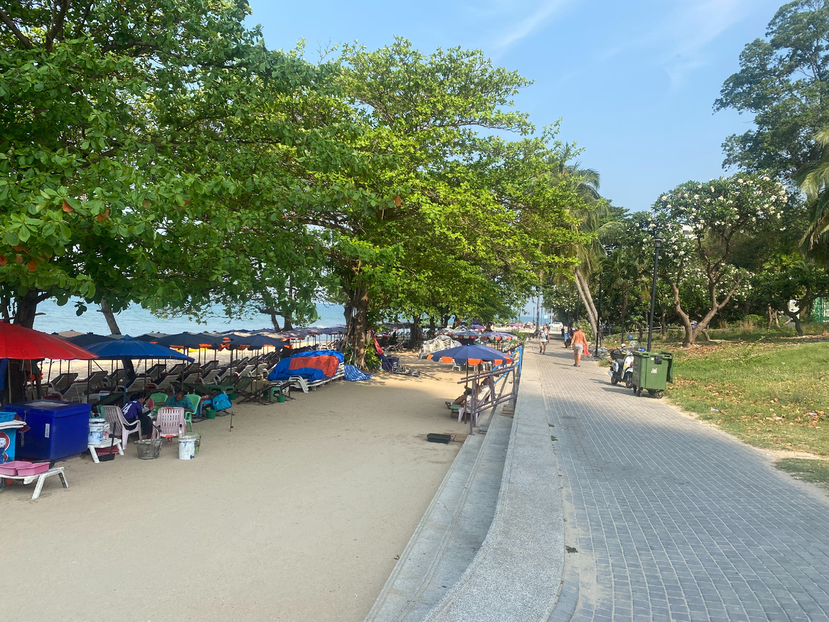 Анакардиум - без жёлтых листьев