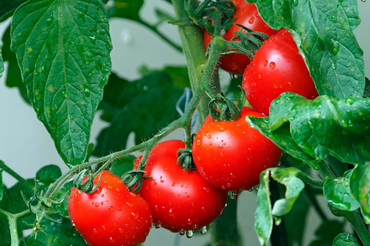    Фото: kie-ker / Pixabay.com