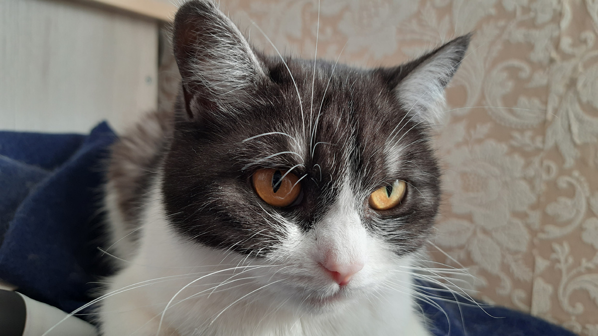 Почему кошки прячутся. Зачем кошки спять в темных местах. (Кофейные мысли)