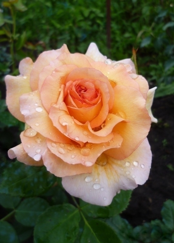 Все сорта роз можно купить в нашем интернет магазин – rozarium.biz